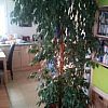 3 Zimmerpflanzen Benjamin Birkenfeige Arecapalme Palme